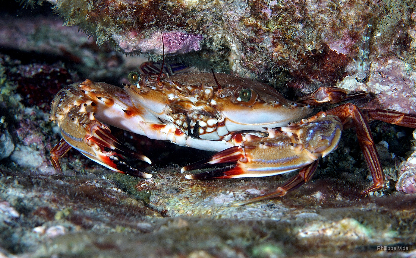 Birmanie - Mergui - 2018 - DSC02694 - Blue spotted swiming crab - Portunus sanguinolentus.jpg